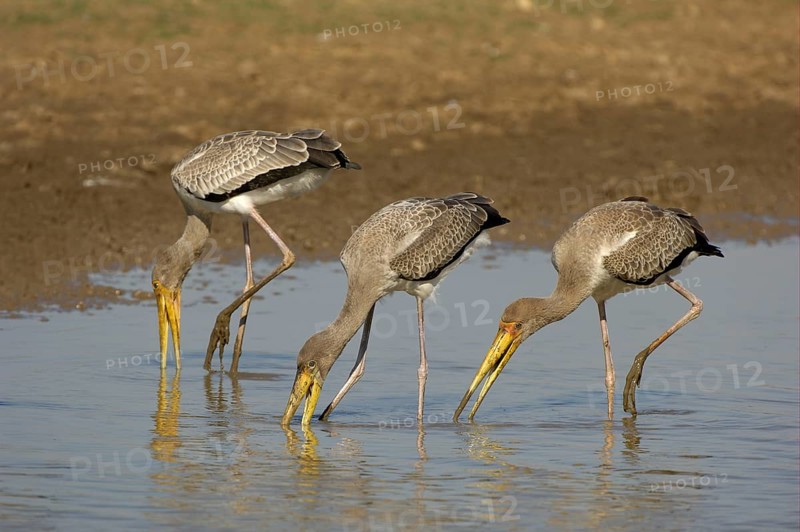 Yellow-billed Stork