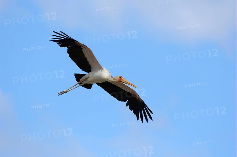 African Mimic Stork Mimic Stork