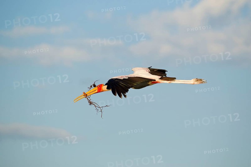 African Yellow-billed Stork