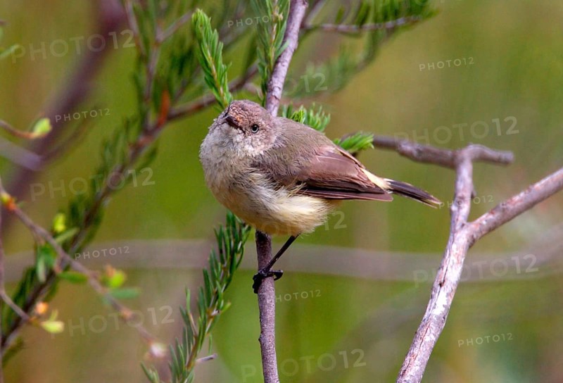 Buff-rumped Thornbill