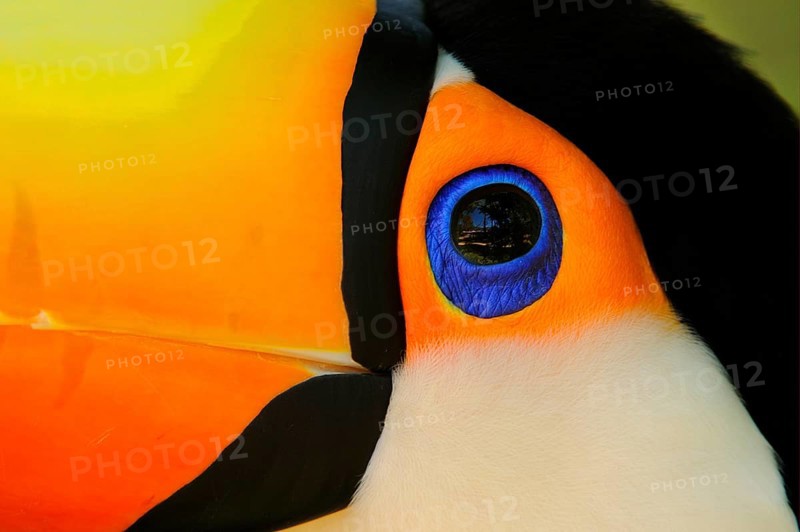Toco toucan