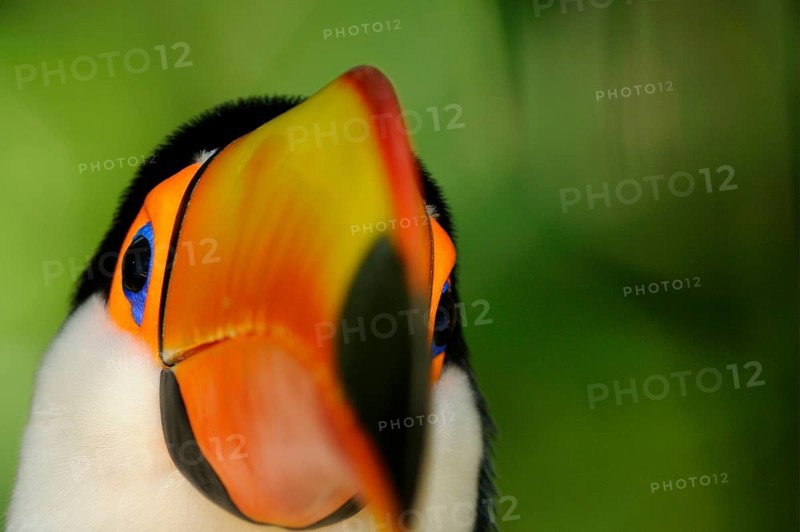 Toco toucan