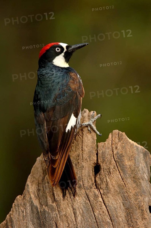 Acorn Woodpecker