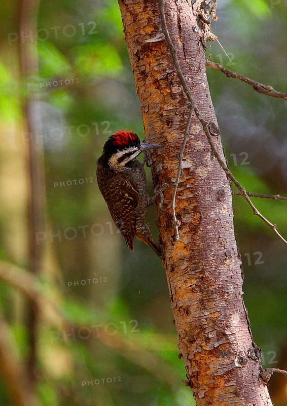 Bearded Woodpecker