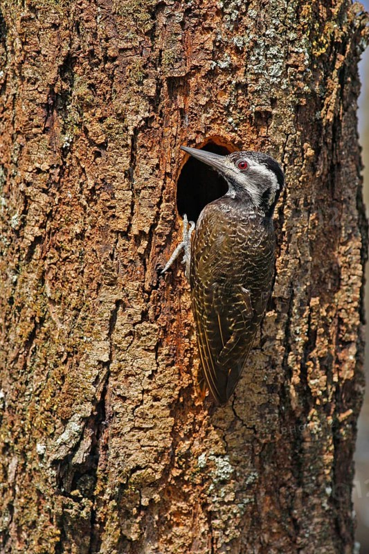 Bearded Woodpecker