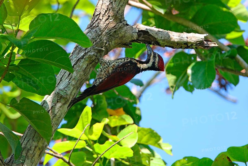 Black-rumped flameback