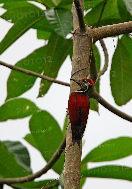 Black-rumped flameback