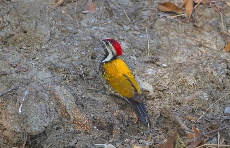 Black-rumped flameback