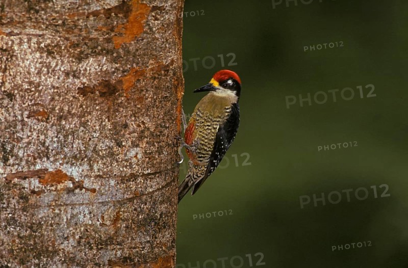 Pileated Woodpecker