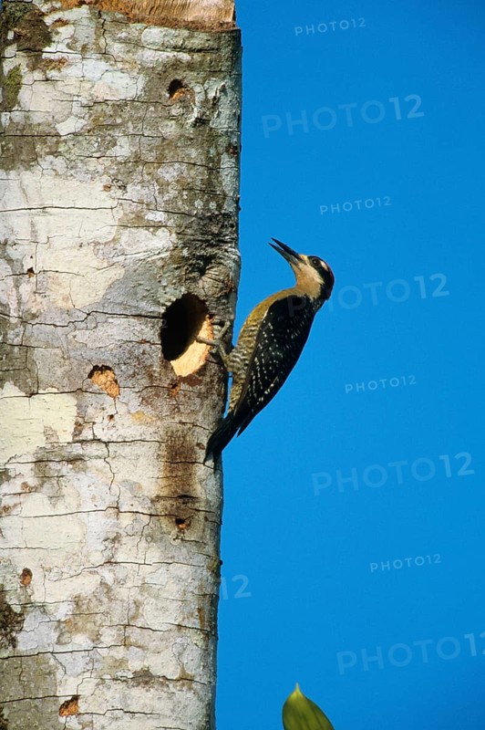 Pileated Woodpecker