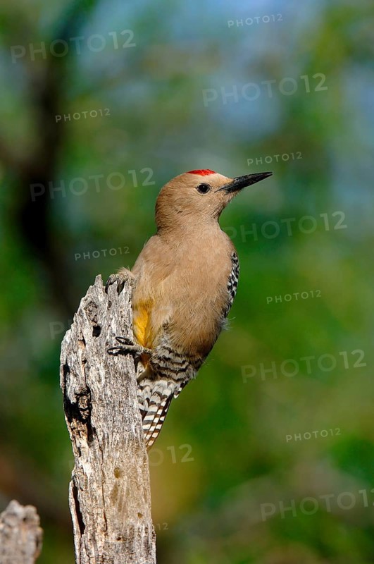 Gila Woodpecker