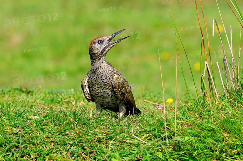 Green Woodpecker