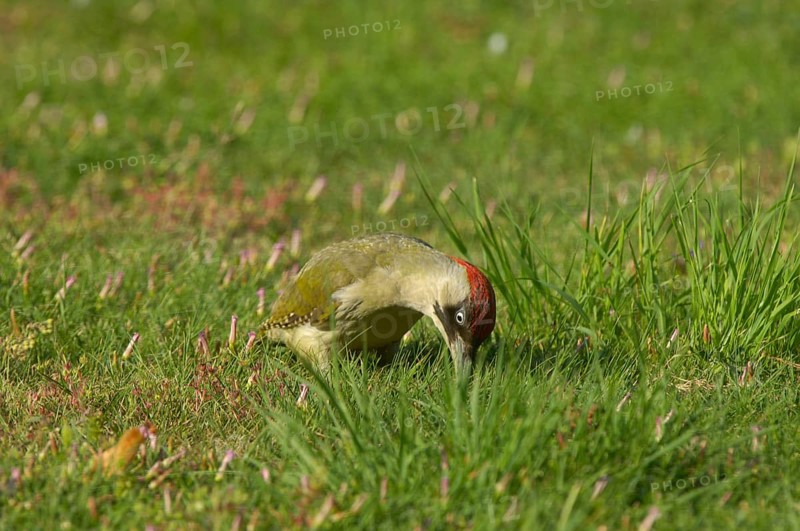 Green Woodpecker