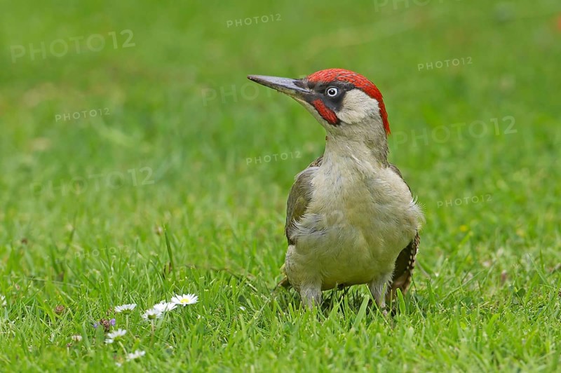 Green Woodpecker