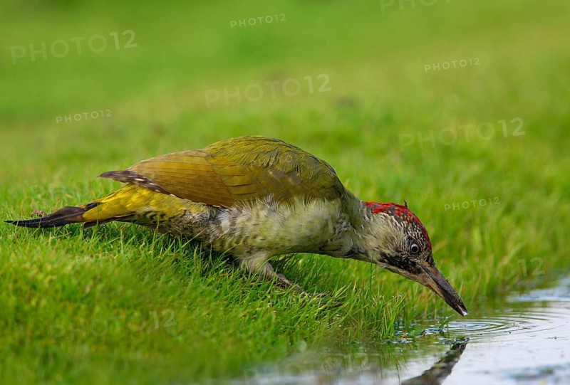 Green Woodpecker