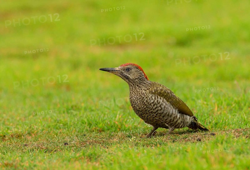 Green Woodpecker
