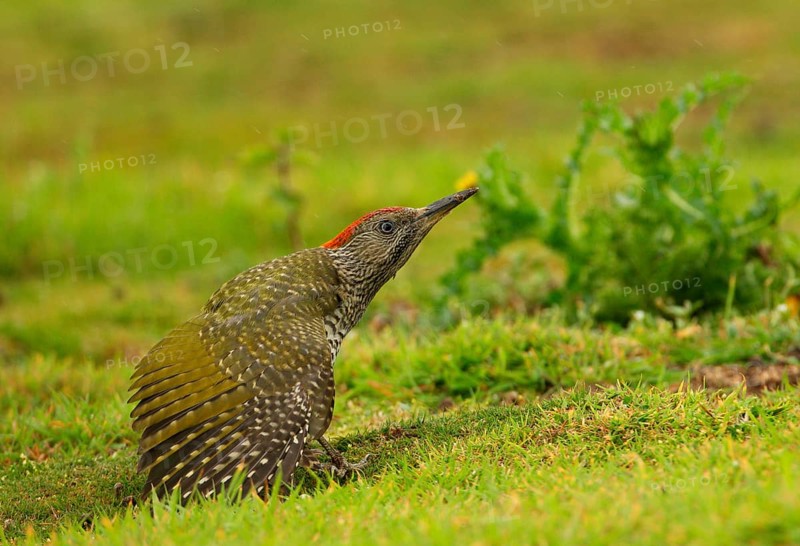 Green Woodpecker