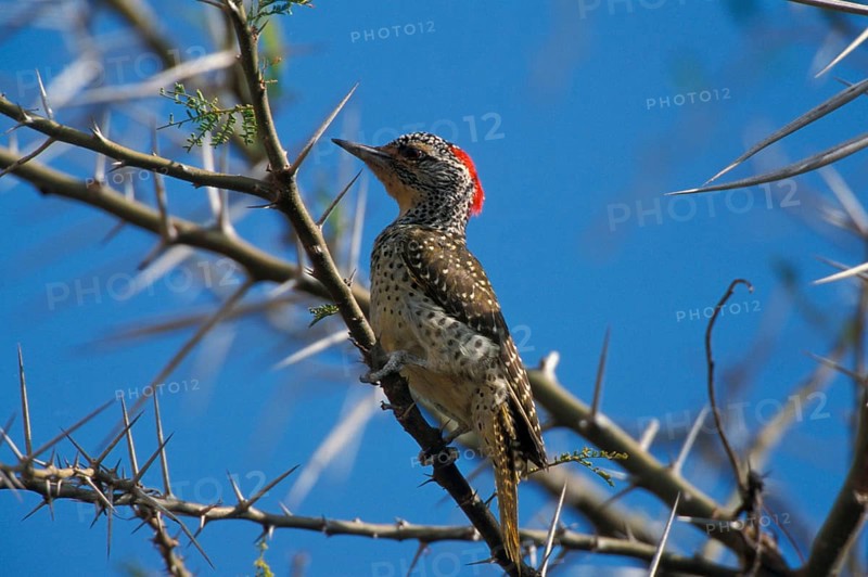 Nubian woodpecker