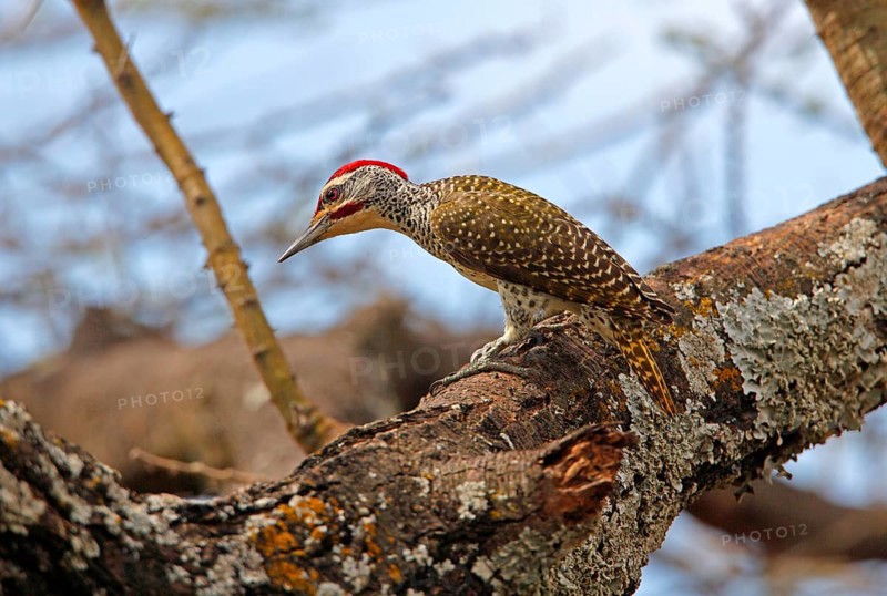 Nubian woodpecker