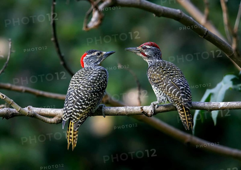 Nubian woodpecker