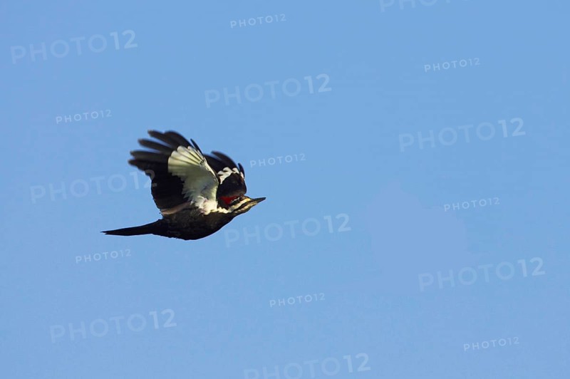 Pileated Woodpecker