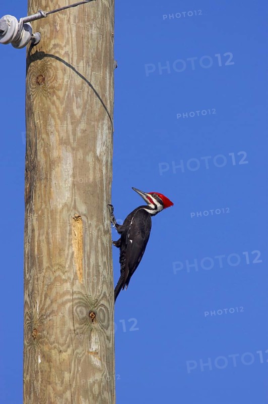 Pileated Woodpecker