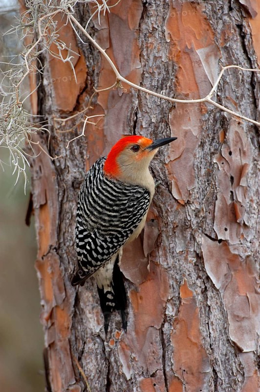 Carolinian Woodpecker