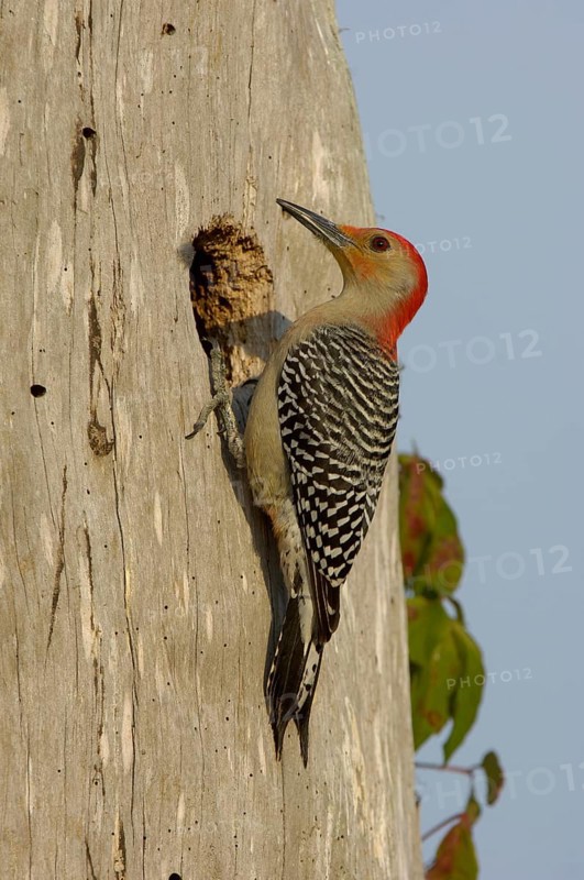 Red-bellied woodpecker