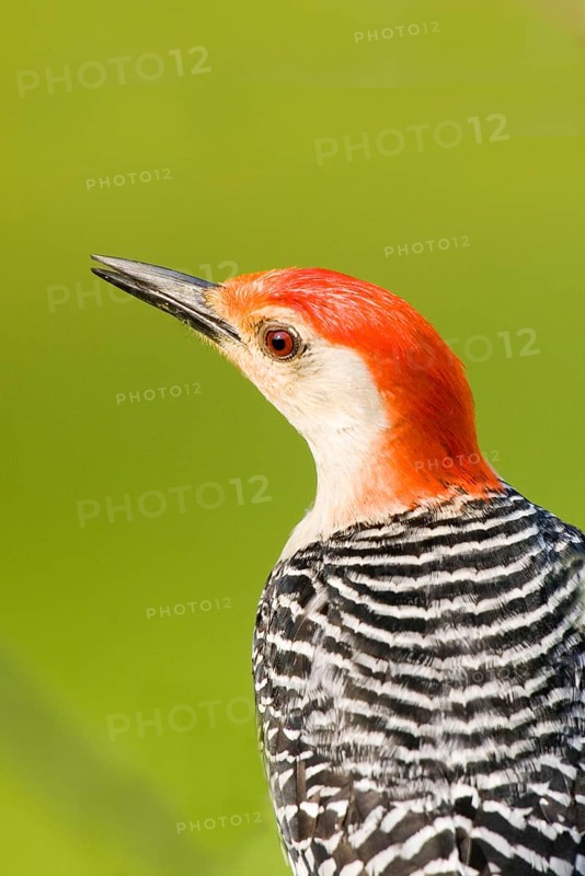 Red-bellied Woodpecker