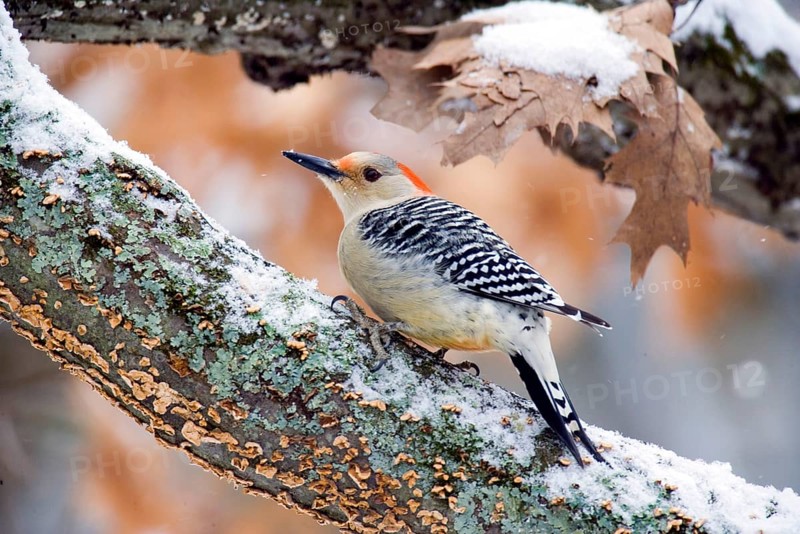 Red-bellied Woodpecker