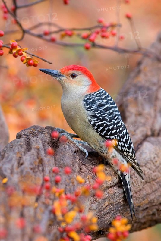 Red-bellied Woodpecker