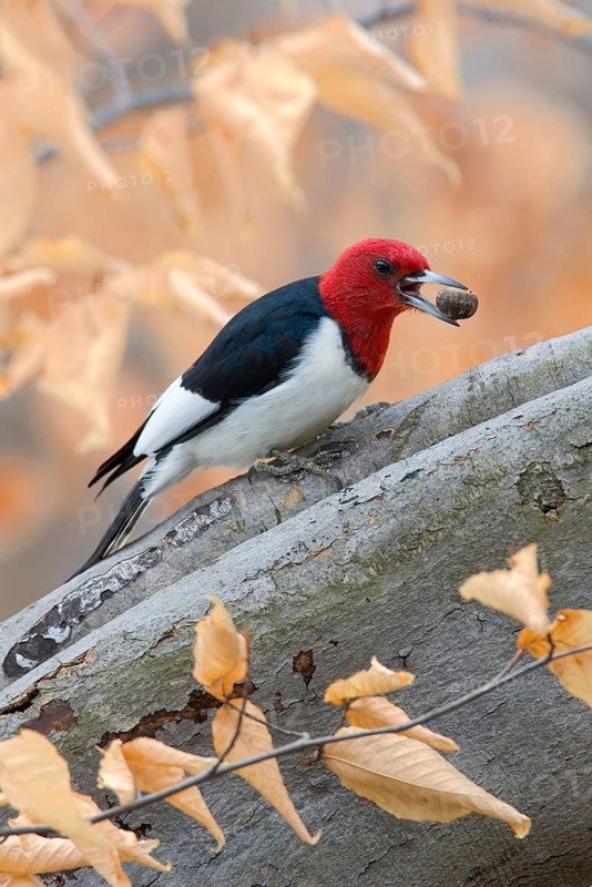 Red-headed Woodpecker