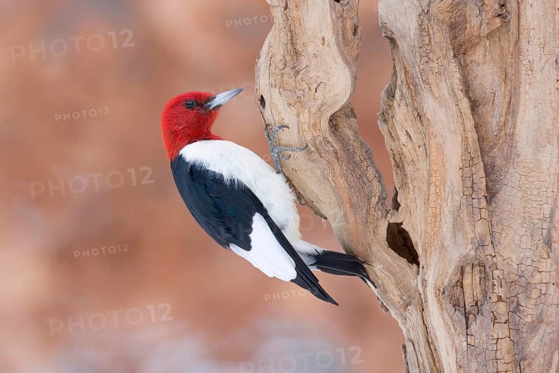 Red-headed Woodpecker