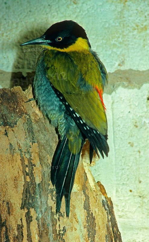 Black-headed woodpecker