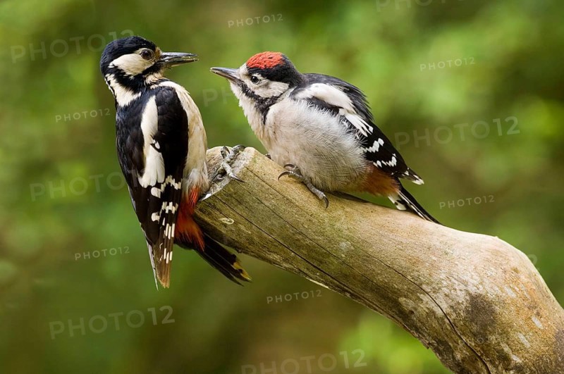 Greater Spotted Woodpecker