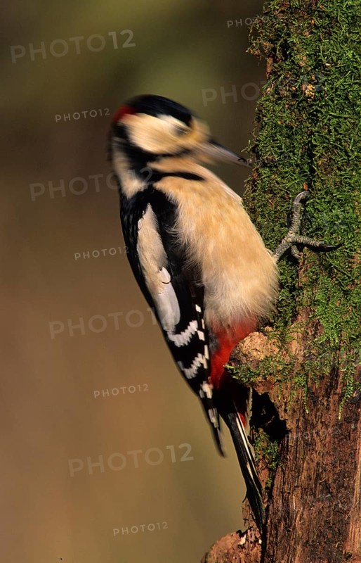 Great spotted woodpecker