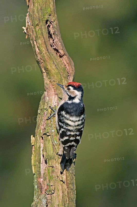 Lesser spotted woodpecker