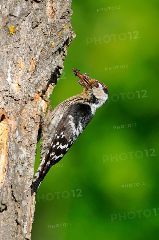 Lesser Spotted Woodpecker