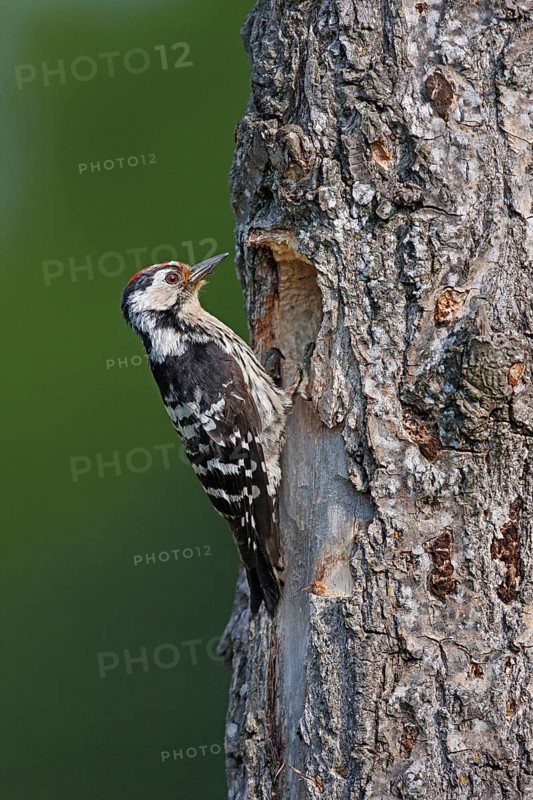 Lesser Spotted Woodpecker