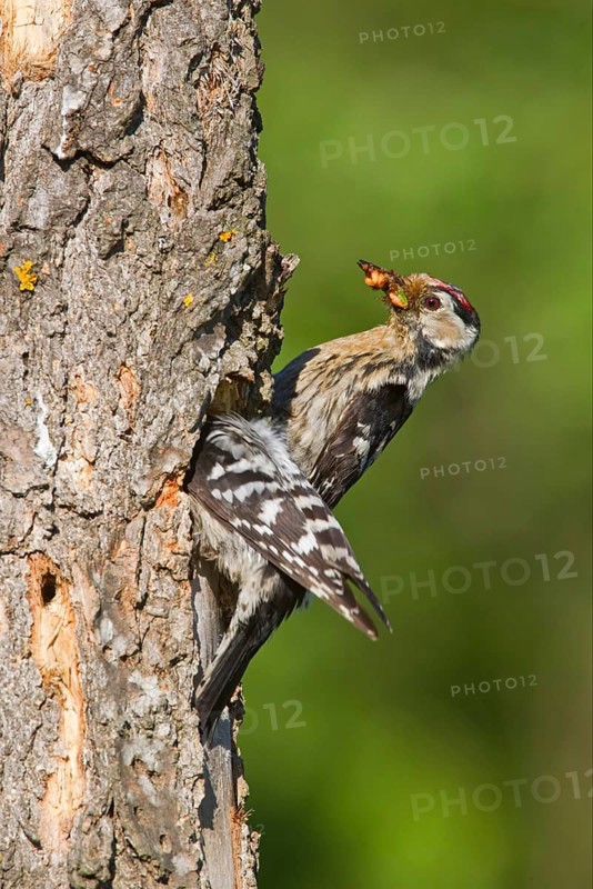 Lesser Spotted Woodpecker
