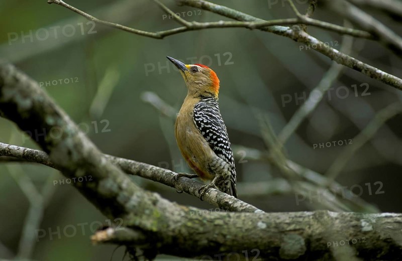 Red-crowned woodpecker