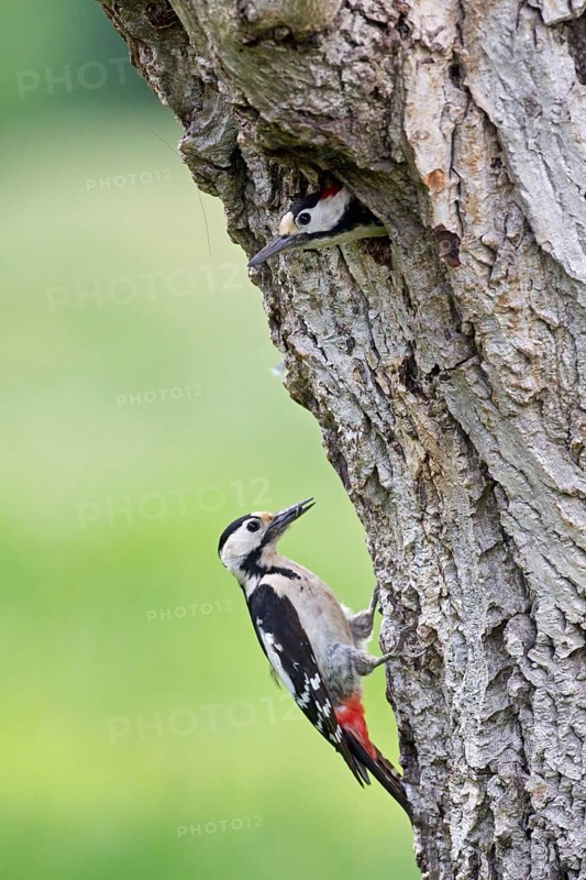 Syrian Woodpecker