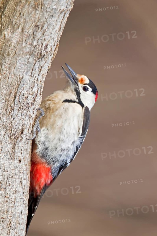 Syrian Woodpecker