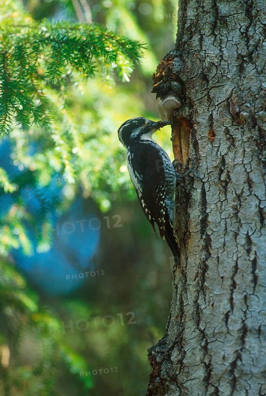 Three-toed woodpeckers