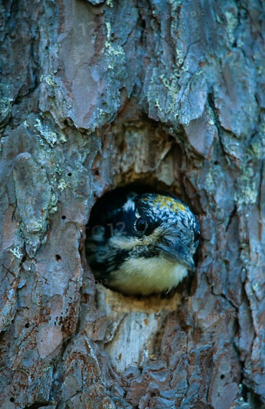Three-toed woodpeckers