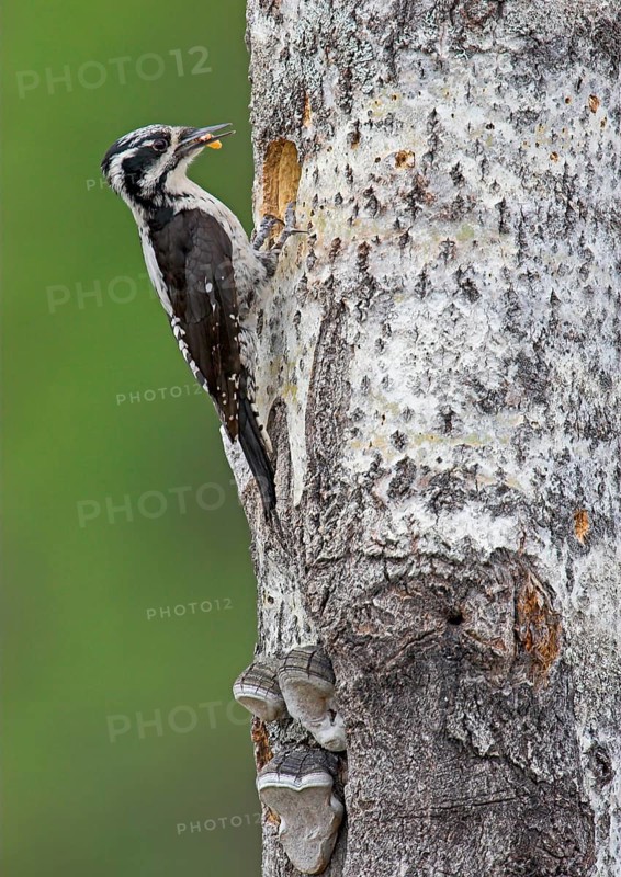 Three-toed woodpecker