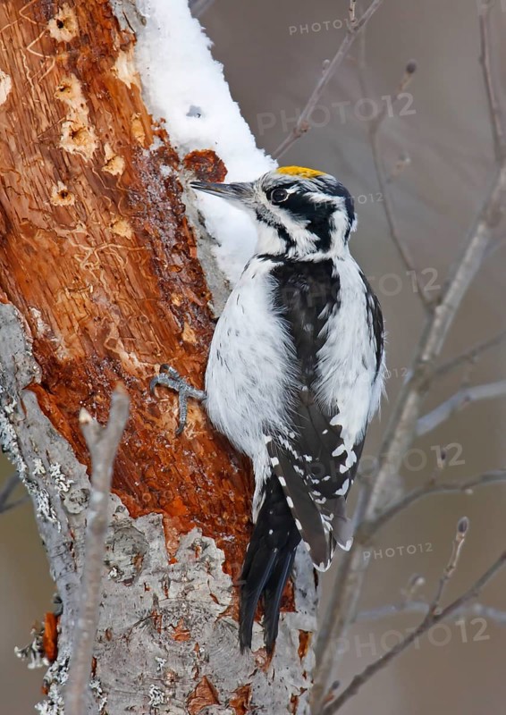 Three-toed woodpecker