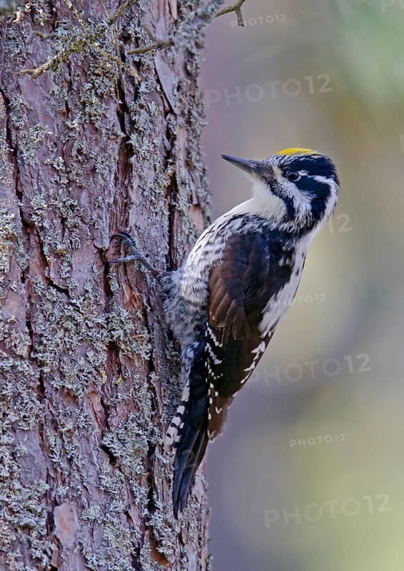 Three-toed woodpeckers