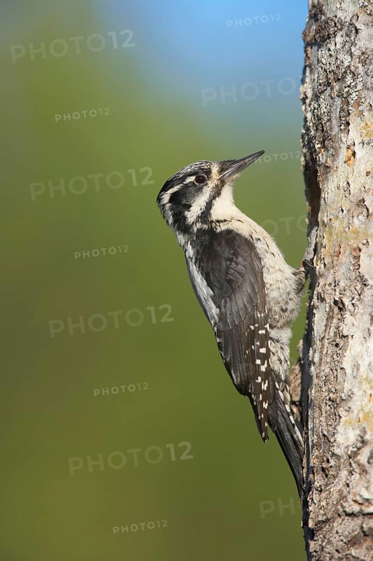 Three-toed woodpeckers
