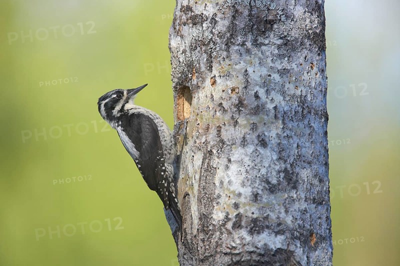 Three-toed woodpeckers